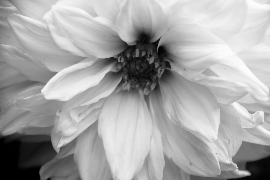 black and white close up of flower