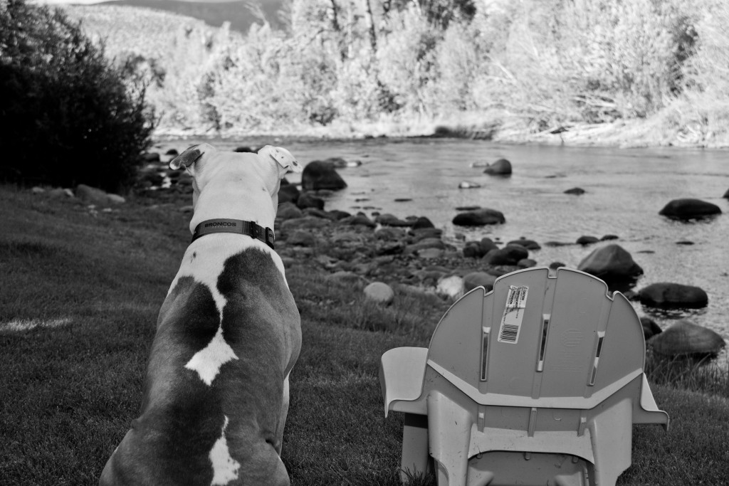 Dog overlooking the river