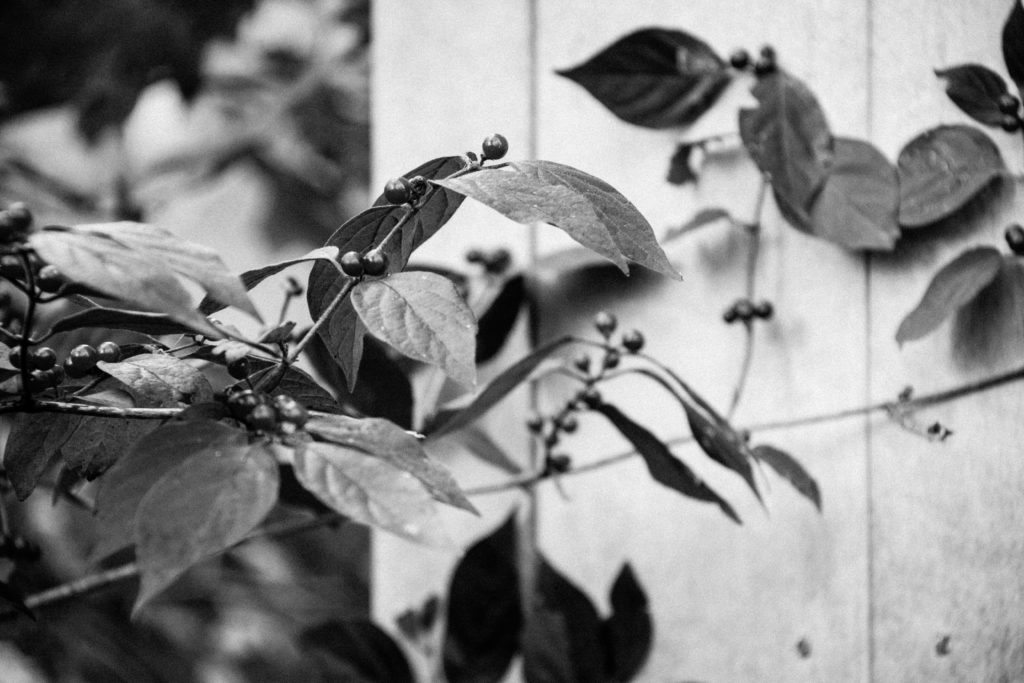 Black & White Twigs and Berries