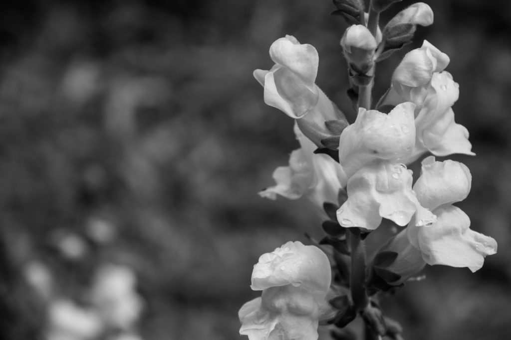 snapdragons at Ford Gardens